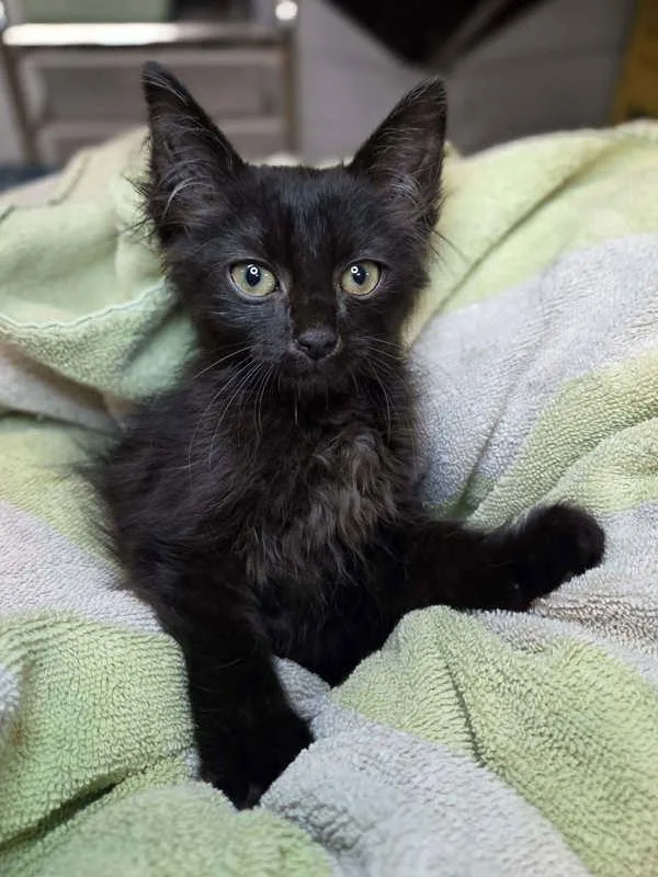 A baby small-sized male Domestic Long Hair cat named Sprite for adoption in Millersville, MD