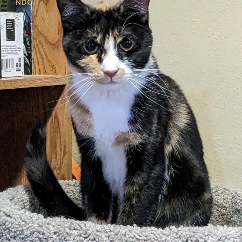 An adult small-sized female Tortoiseshell Domestic Short Hair cat named Azula for adoption in Layton, UT