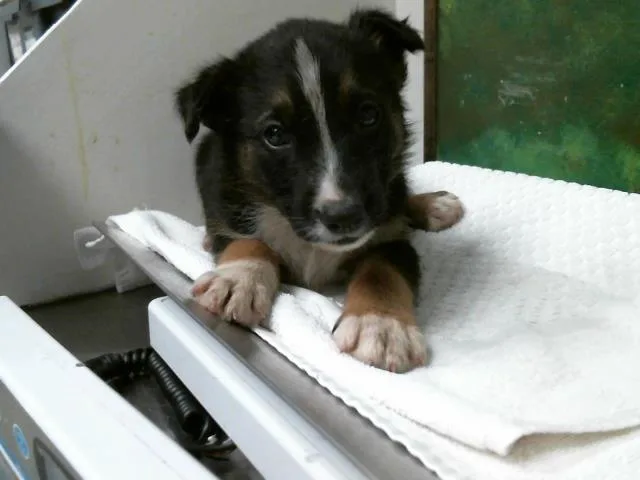 A baby small-sized male German Shepherd Dog dog named Leo for adoption in Houston, TX