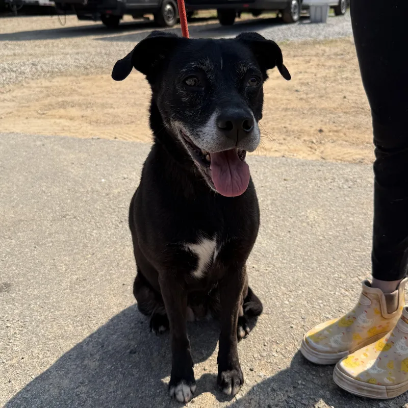 An adult medium-sized female Black Labrador Retriever dog named Jessica for adoption in Columbia, SC