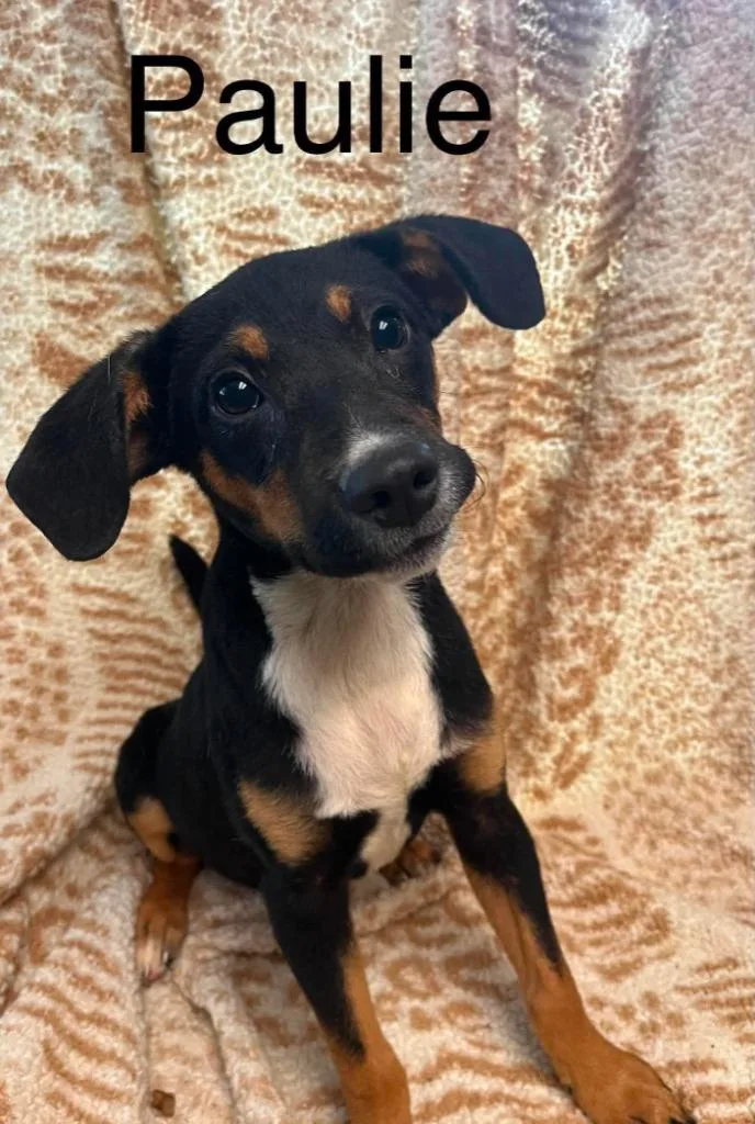 A baby small-sized male Mixed Breed dog named Paulie for adoption in Princeton, IN