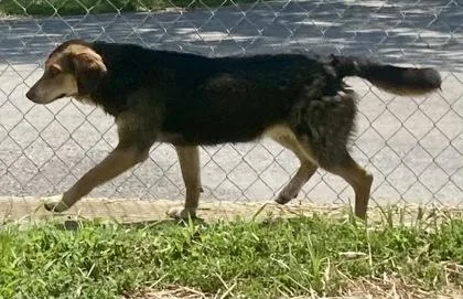 An adult medium-sized female Tricolor (Brown, Black, & White) Beagle dog named Lexi for adoption in Glasgow, KY