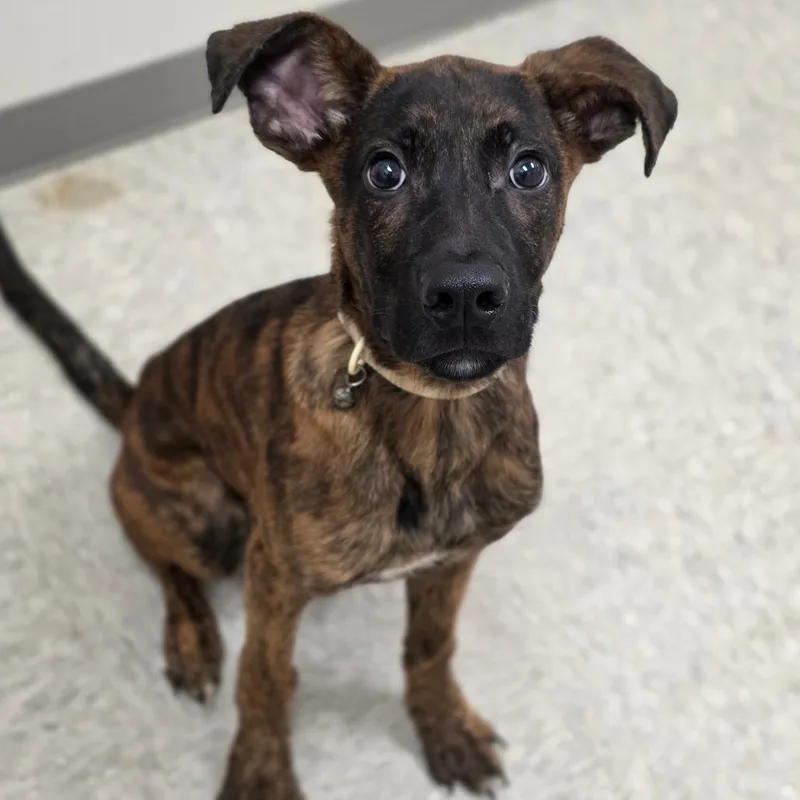 A baby medium-sized male Brindle German Shepherd Dog dog named Butch for adoption in Chatham, VA