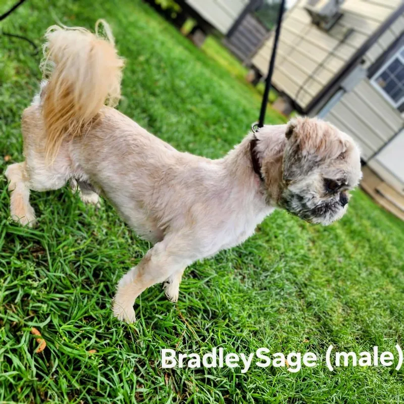 Bradley Sage thumbnail 2