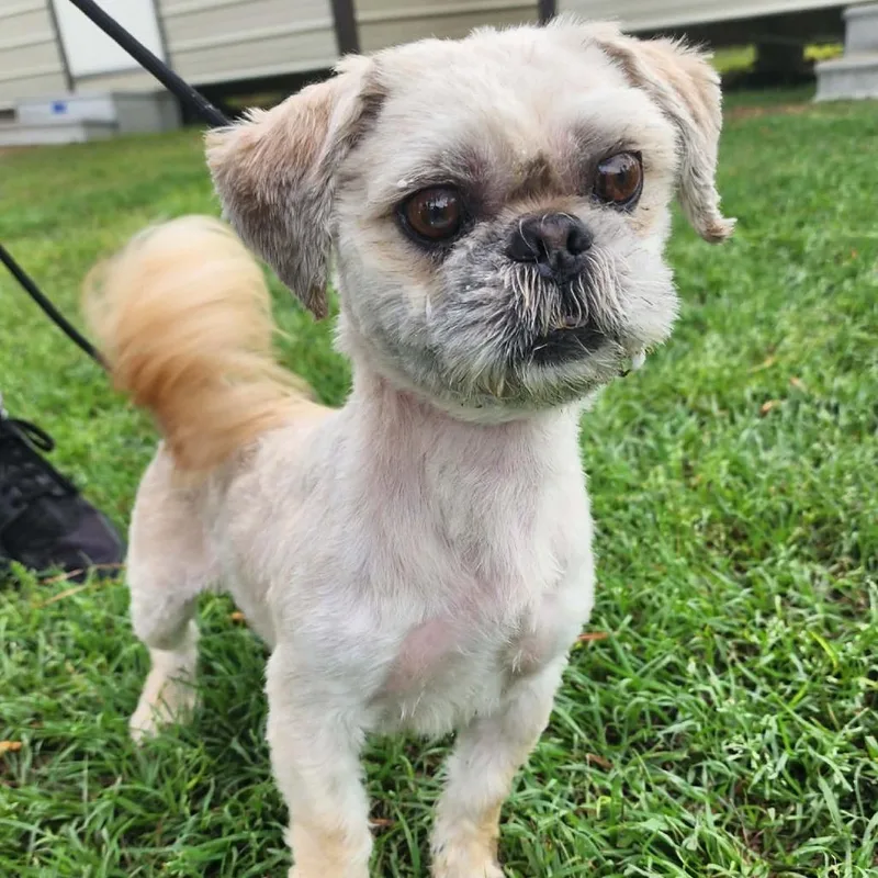 Bradley Sage thumbnail 3