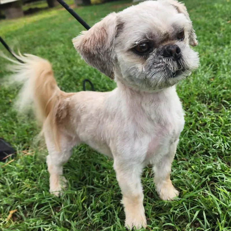 Bradley Sage thumbnail 4