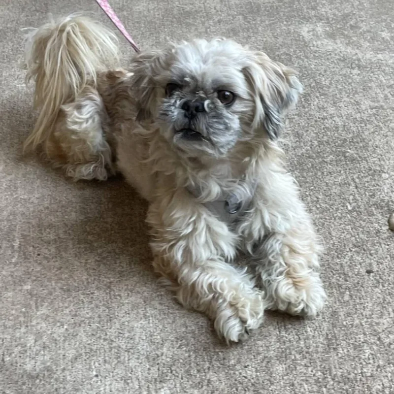 Bradley Sage thumbnail 5