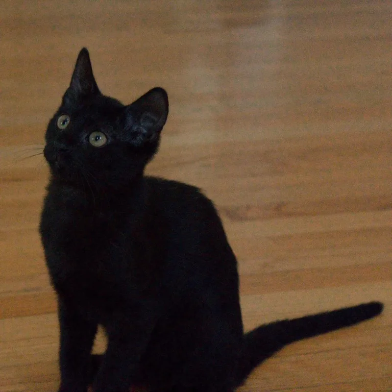 A baby small-sized male Domestic Short Hair cat named Miko for adoption in Lunenburg, MA