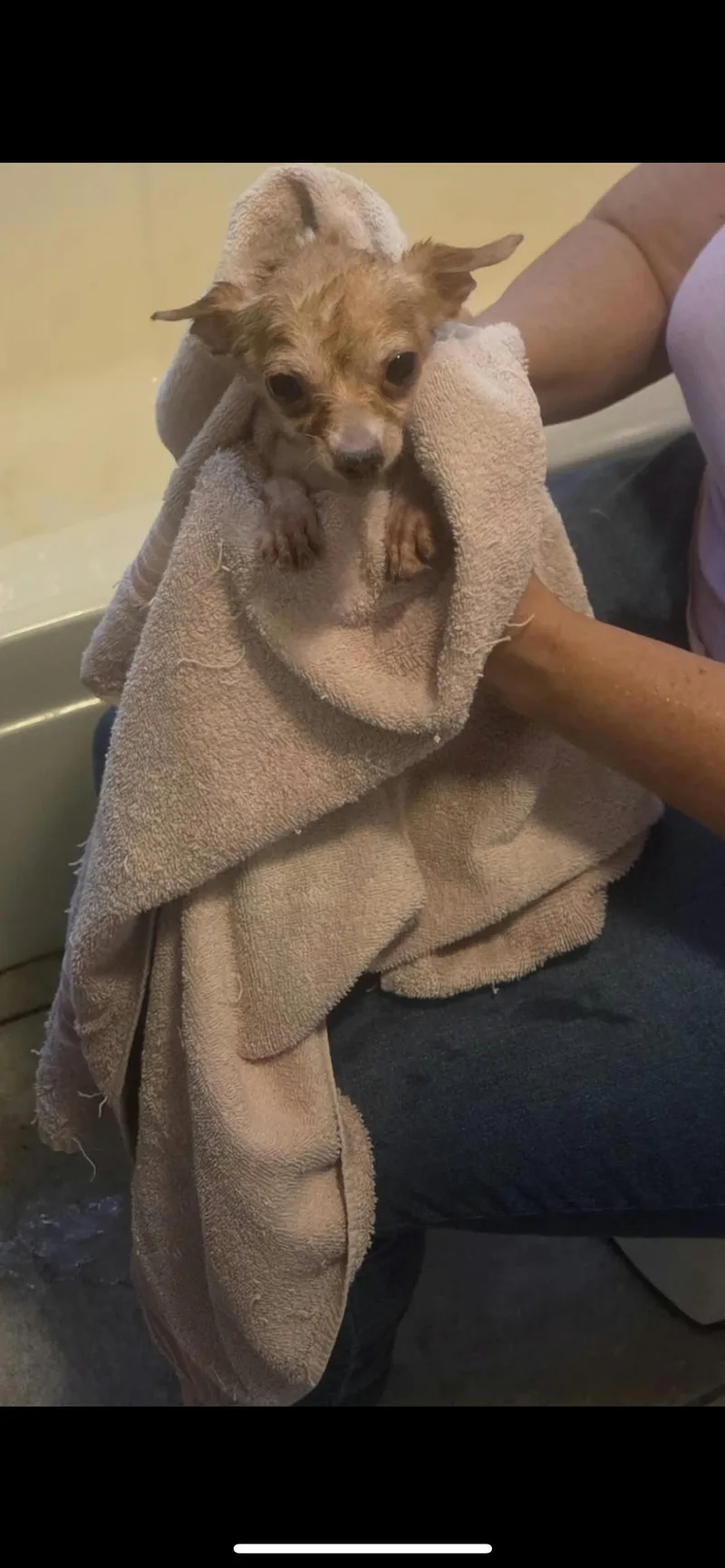 An adult small-sized female Apricot / Beige Chihuahua dog named Minnie for adoption in Hamden, CT