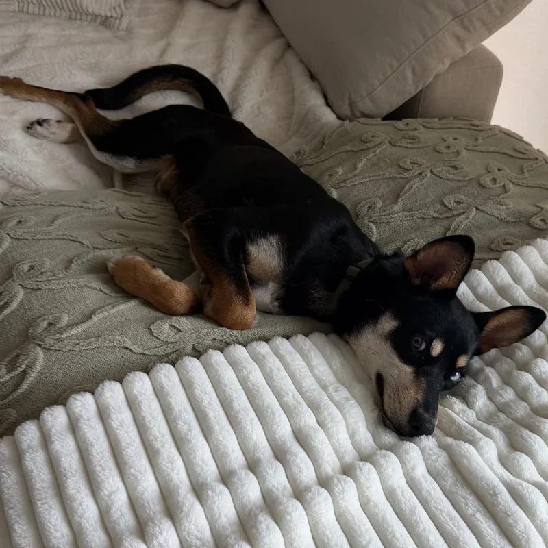 A young medium-sized male Black Australian Kelpie dog named Aspen for adoption in Tempe, AZ