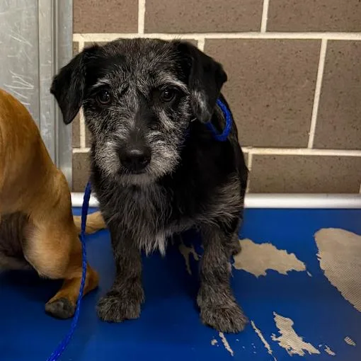 An adult small-sized female Black Schnauzer dog named Nena for adoption in Northbrook, IL