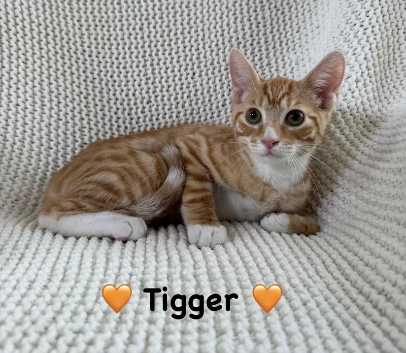 A baby medium-sized male Orange & White Domestic Short Hair cat named Tigger for adoption in Copley, OH