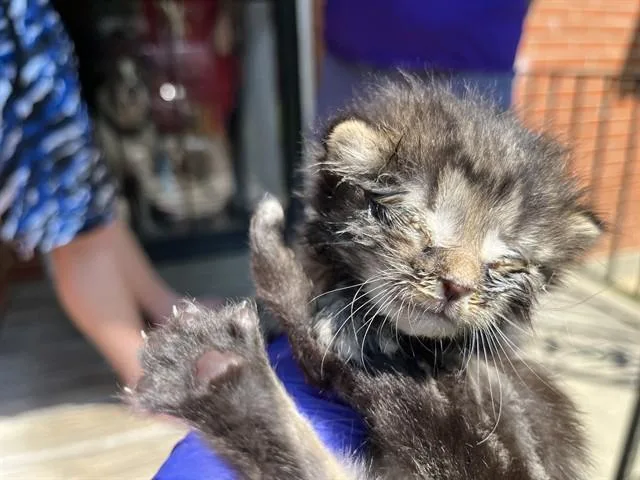 A baby small-sized male Domestic Short Hair cat named A for adoption in Louisville, KY