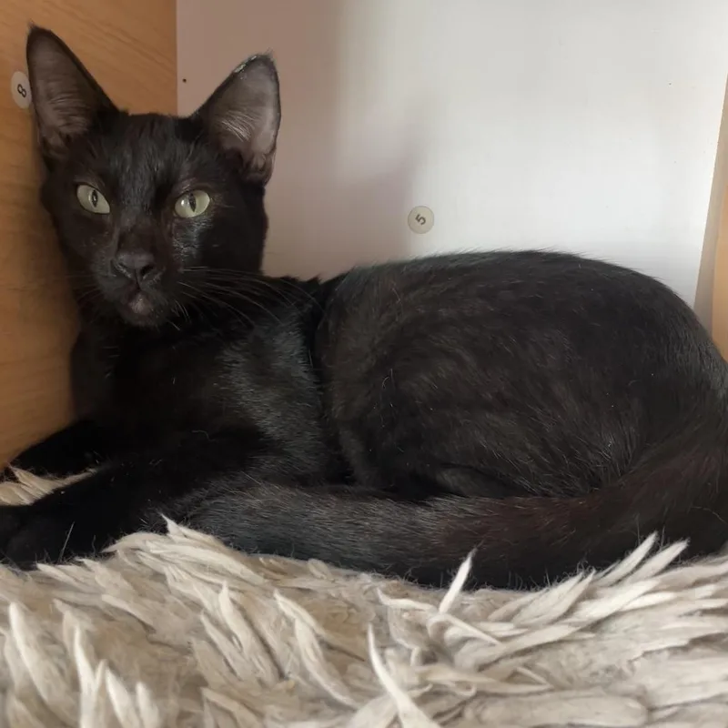 A young medium-sized female Black Domestic Short Hair cat named Oliveria for adoption in Laredo, TX