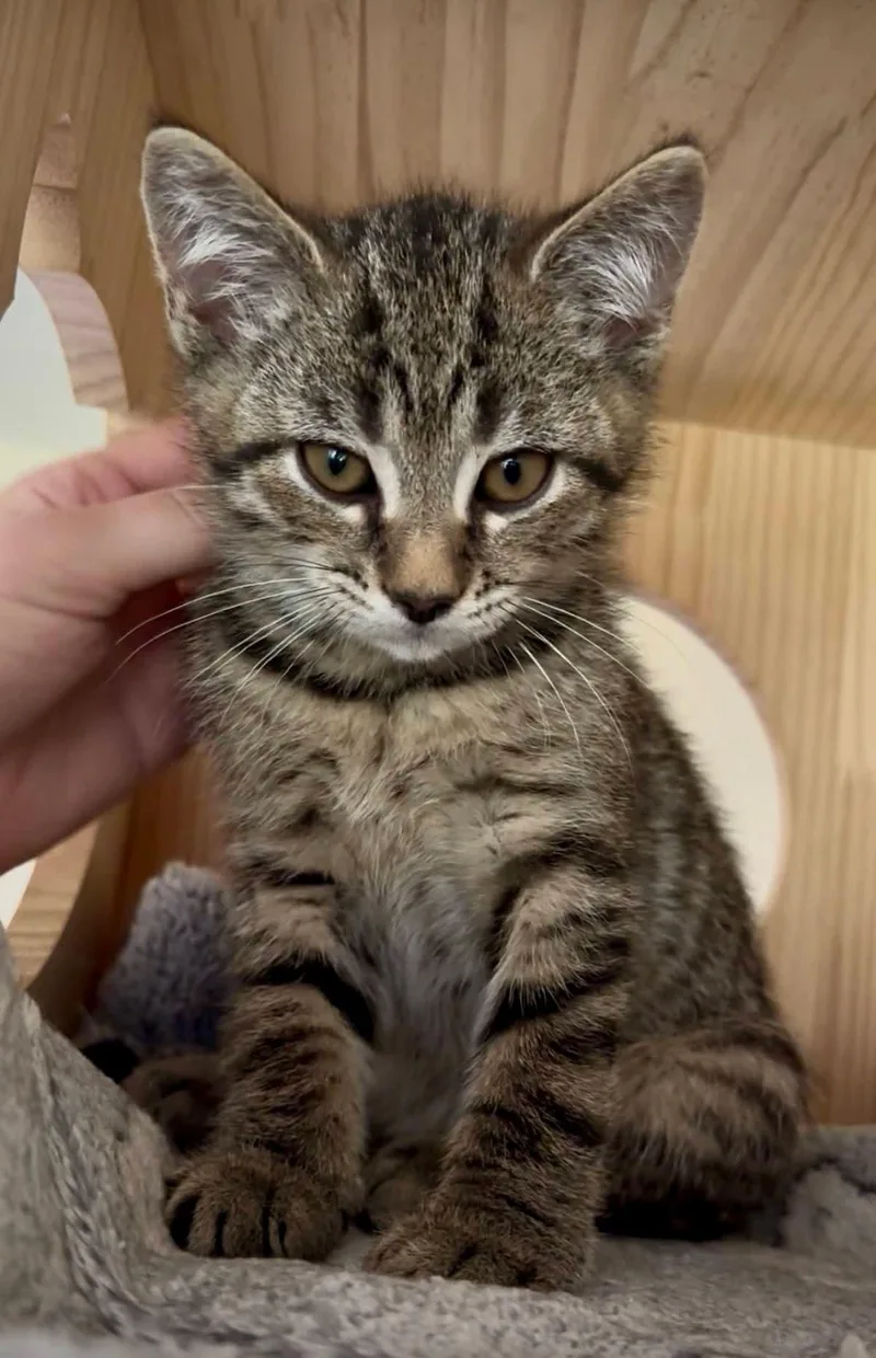 Nutty Buddy thumbnail 3