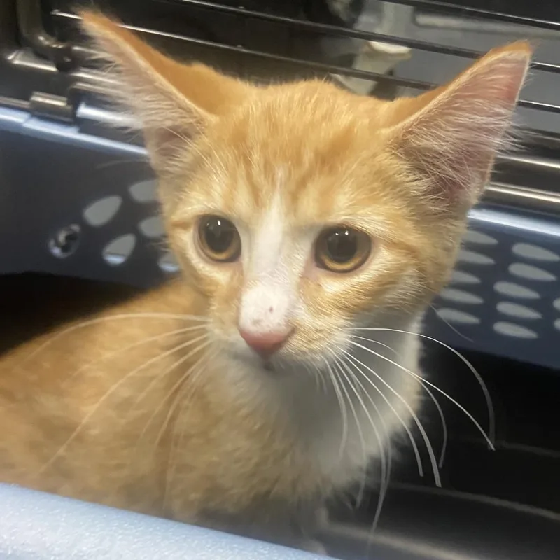 A baby small-sized male Domestic Short Hair cat named Butterfinger for adoption in Allentown, PA