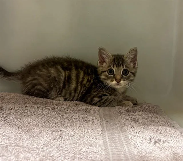 A baby small-sized male Domestic Short Hair cat named Soy Sauce for adoption in Statesville, NC