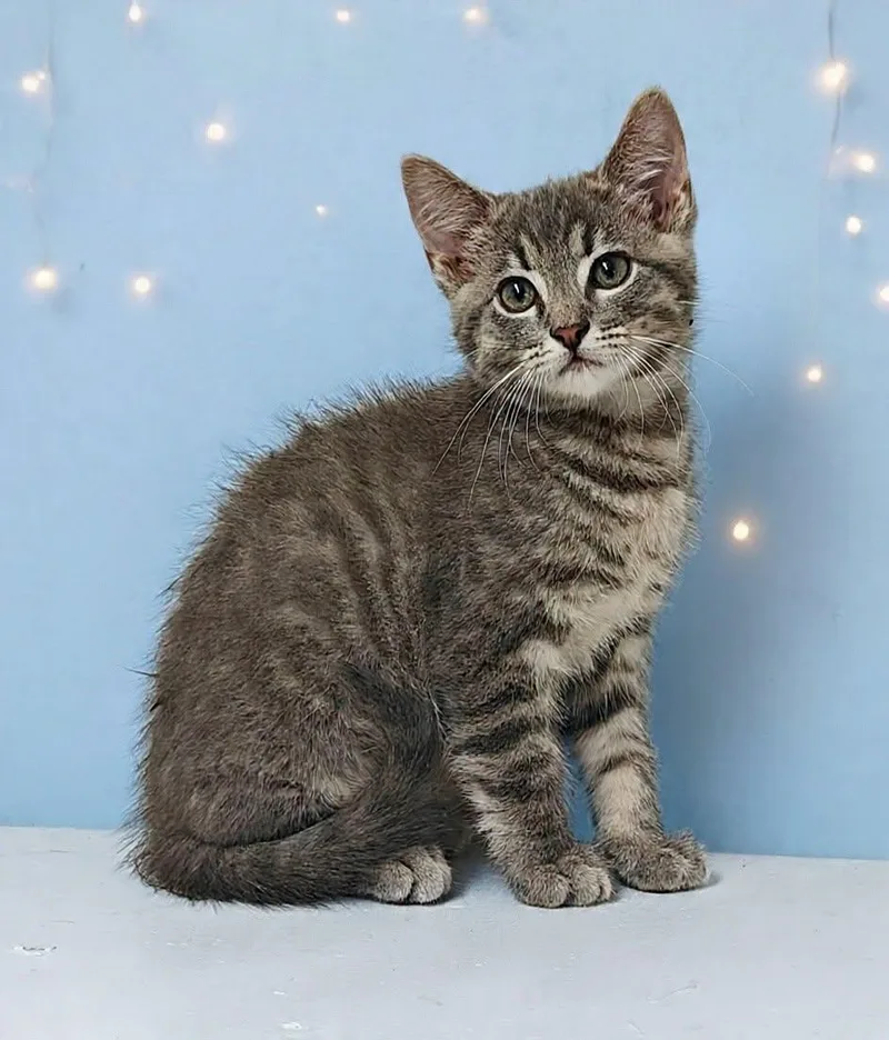 A baby medium-sized male Domestic Medium Hair cat named Smoky for adoption in Talladega, AL