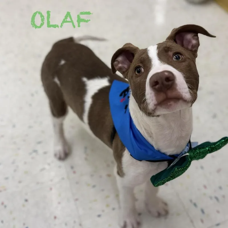 Olaf