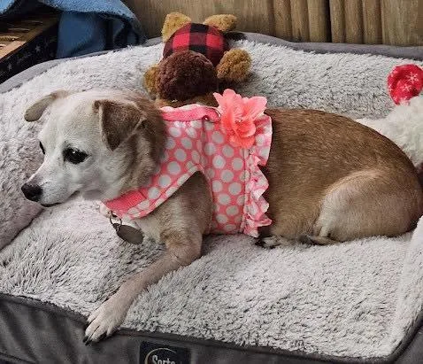 A senior small-sized female Chihuahua dog named Cookie for adoption in Irving, TX