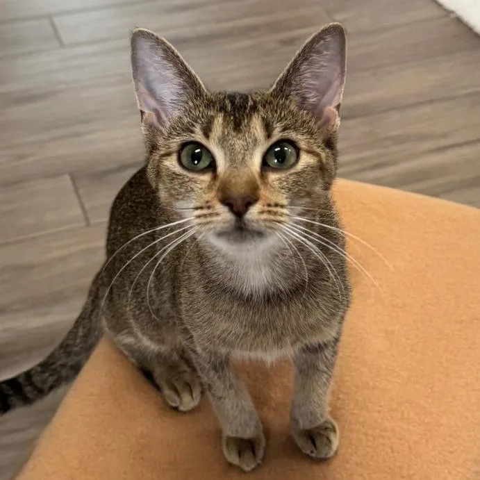 A young medium-sized female Brown / Chocolate Domestic Short Hair cat named Pea for adoption in Jupiter, FL