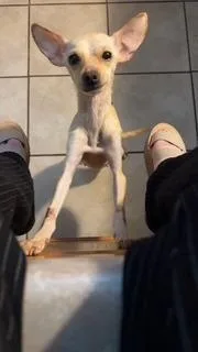 Chi Chi
