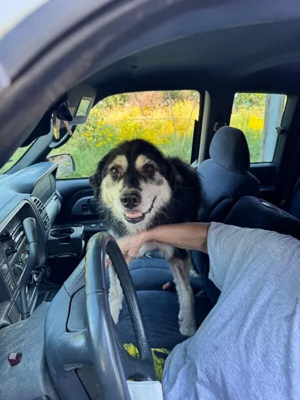 An adult large-sized female Black Australian Shepherd dog named Willow for adoption in Georgetown, OH
