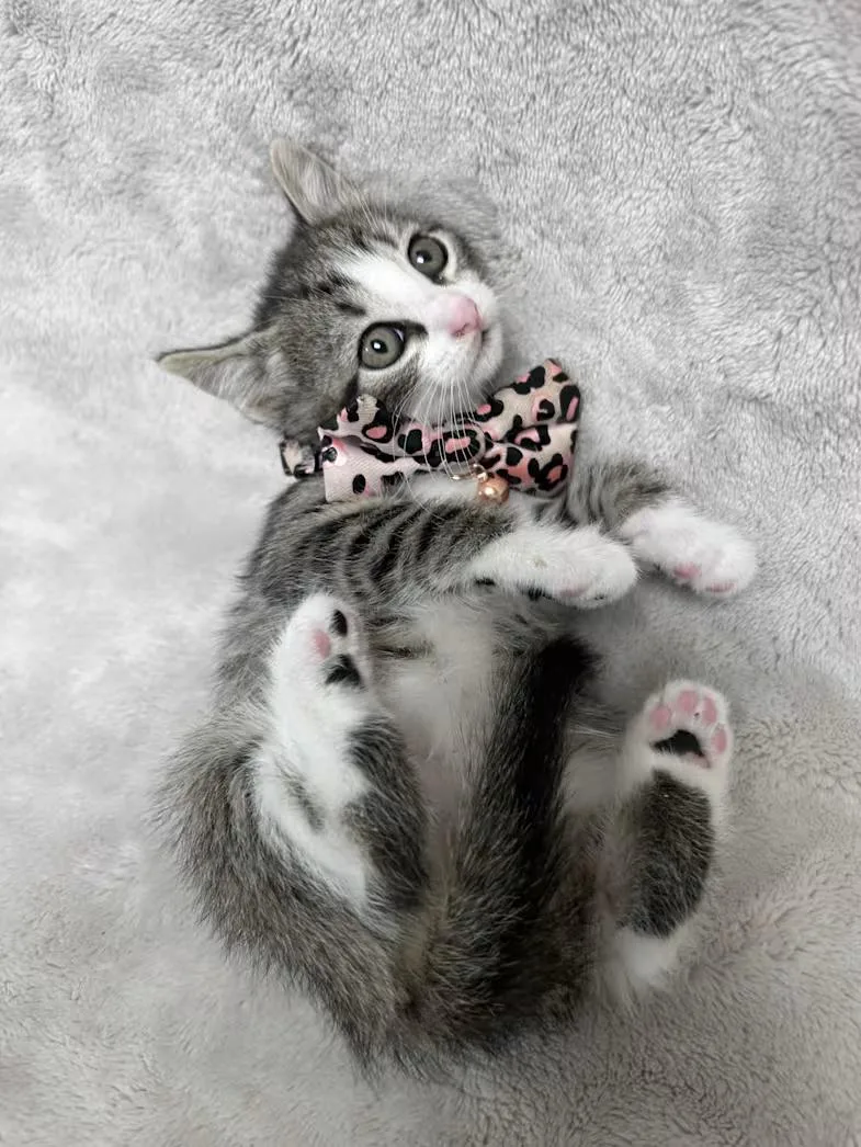 A baby medium-sized female Tabby (Brown / Chocolate) Domestic Short Hair cat named Lizzy for adoption in Greensboro, NC