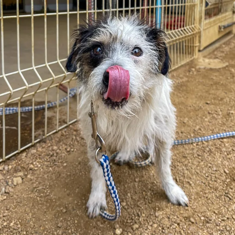 An adult small-sized male White / Cream Mixed Breed dog named Buzz for adoption in Bentonville, AR