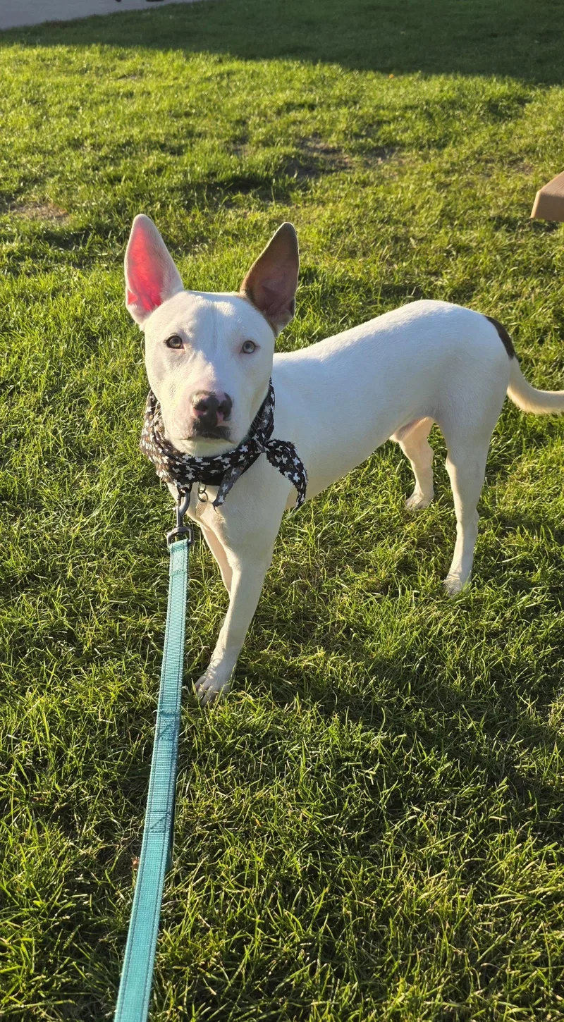 A young large-sized male Pit Bull Terrier dog named Atlas for adoption in Elgin, IL