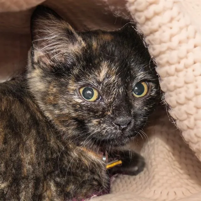 A baby small-sized female Domestic Short Hair cat named Tina for adoption in St. Louis, MO
