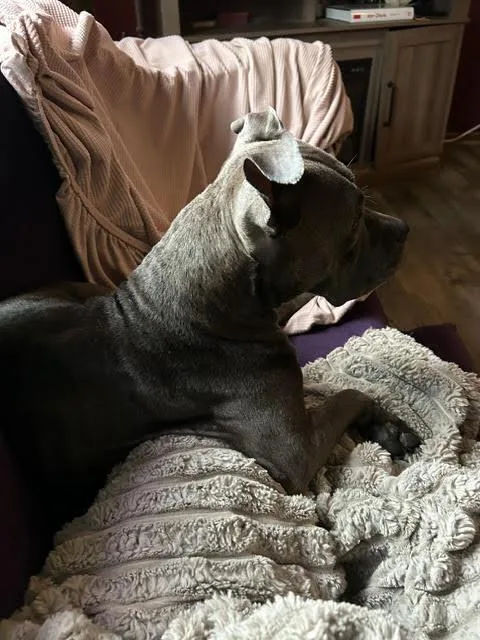 A young medium-sized female American Staffordshire Terrier dog named Princess for adoption in Anoka, MN