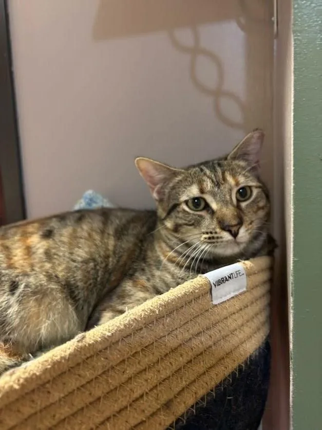 A baby medium-sized female Torbie Domestic Short Hair cat named Purrsephone for adoption in The Colony, TX