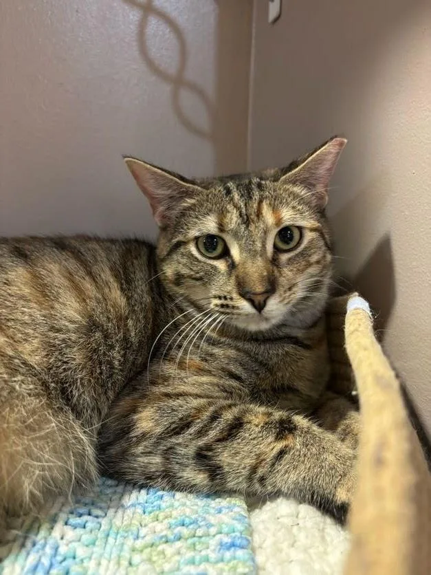 Purrsephone thumbnail 2