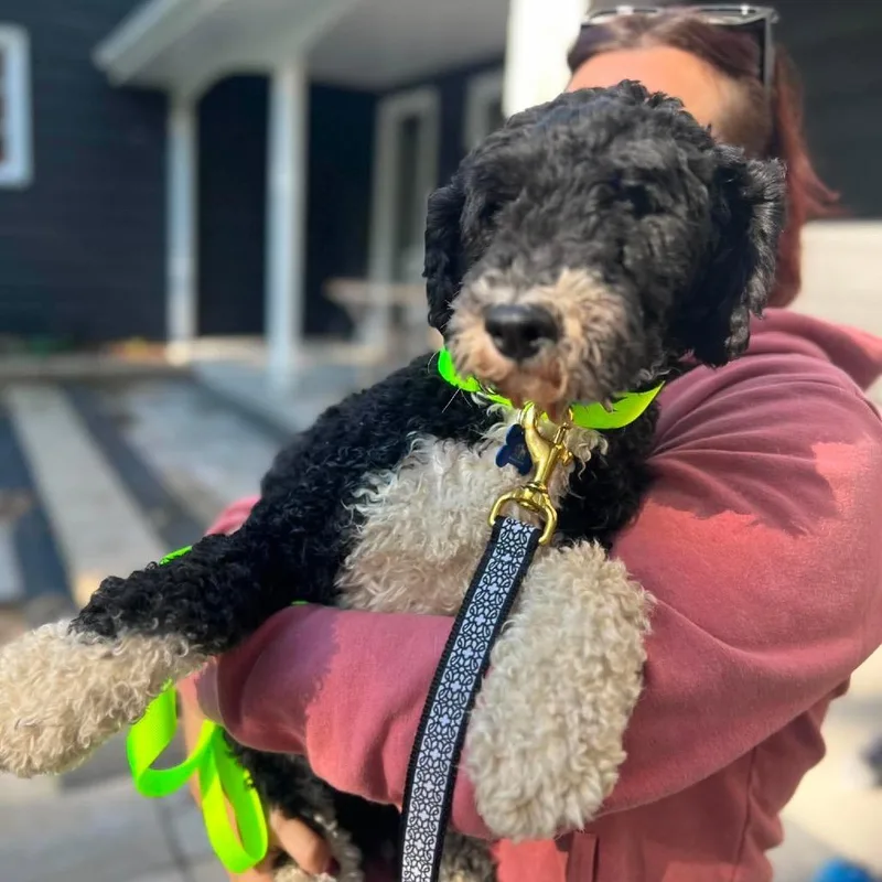 An adult medium-sized female Bernese Mountain Dog dog named Tuscany for adoption in St. Charles, IL