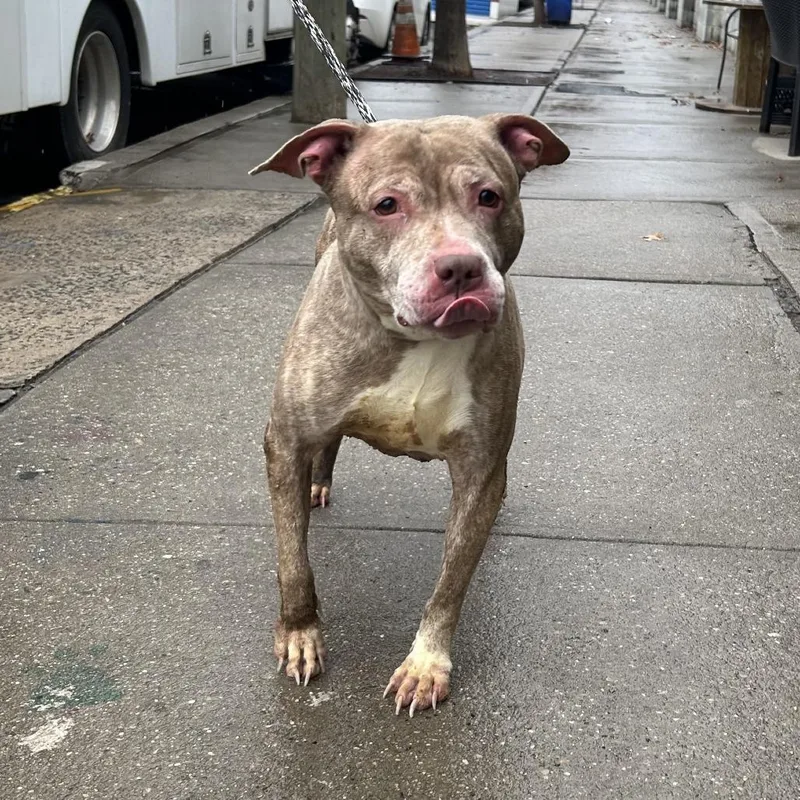 An adult medium-sized female Red / Chestnut / Orange Pit Bull Terrier dog named Lyla for adoption in Weimar, CA