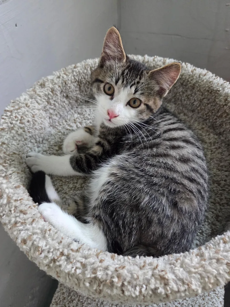 A baby small-sized male Tabby (Brown / Chocolate) Domestic Short Hair cat named Dillon for adoption in Des Moines , WA