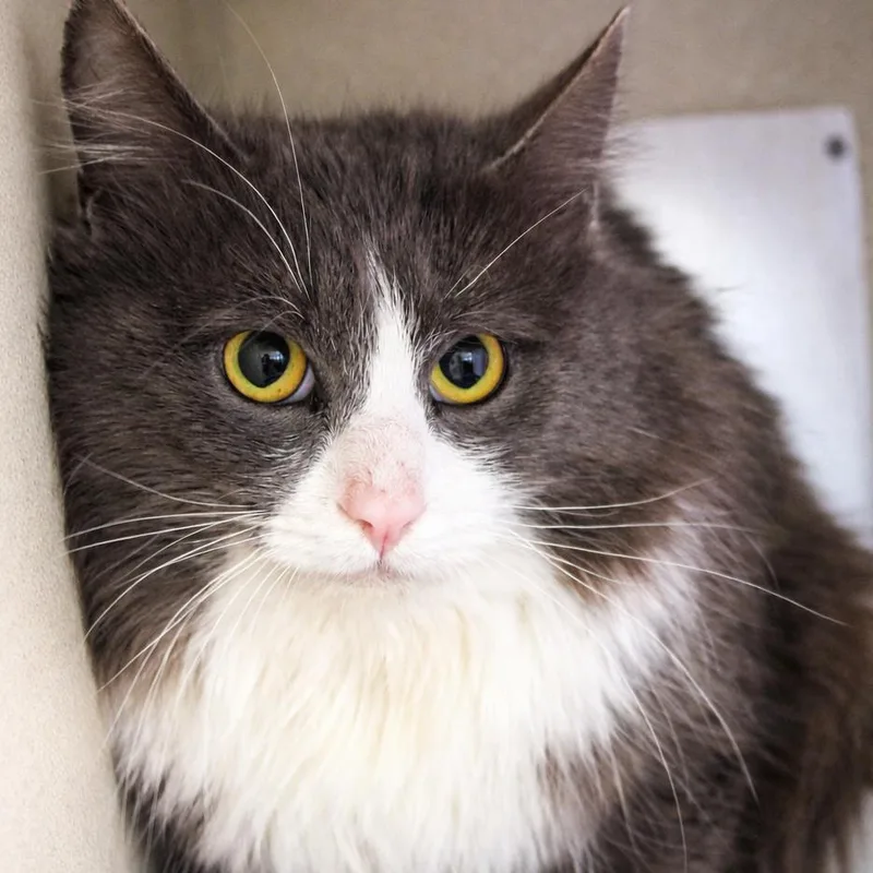 An adult medium-sized male Gray / Blue / Silver Domestic Medium Hair cat named Rocky Road for adoption in Gloucester, VA