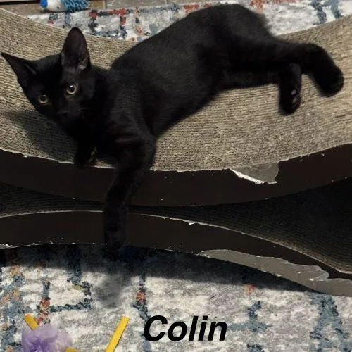 Colin thumbnail 2