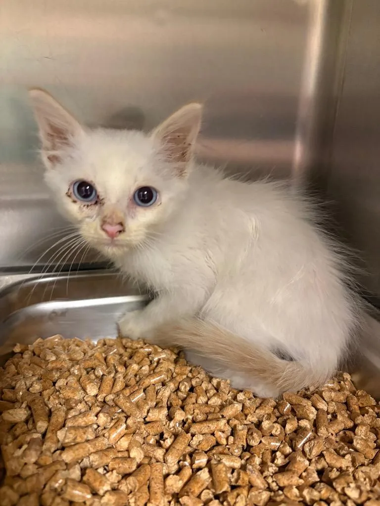 A baby large-sized male Siamese cat named Bewd Blue Eyes White for adoption in Nacogdoches, TX