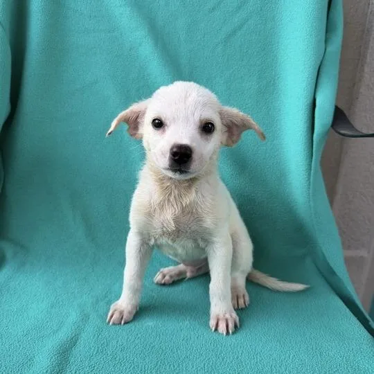 A baby small-sized male White / Cream Terrier dog named Bugs Bunny for adoption in Carencro, LA