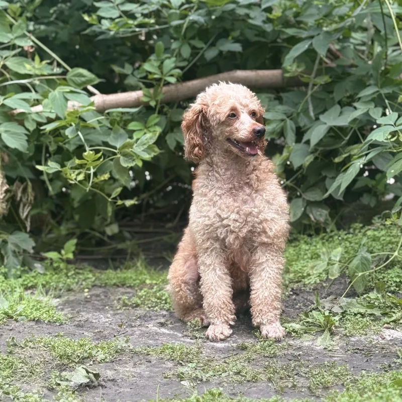 An adult small-sized female Miniature Poodle dog named Penny Sue for adoption in Rochester, MN