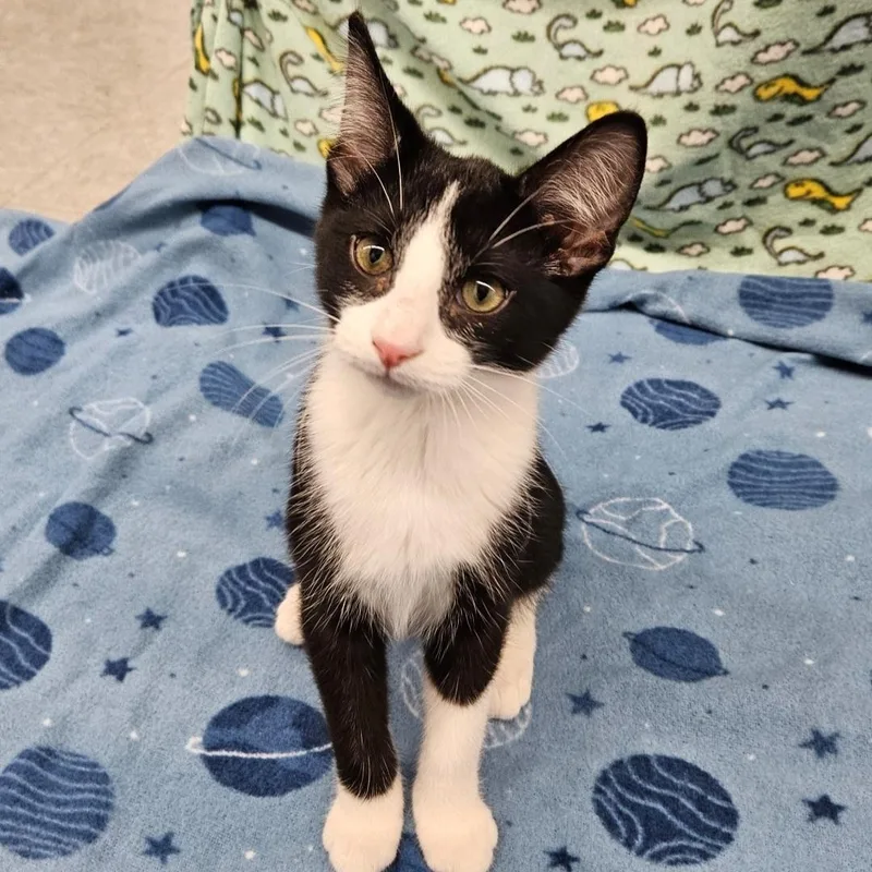A baby medium-sized male Black & White / Tuxedo Domestic Short Hair cat named Sashimi for adoption in Antioch, IL