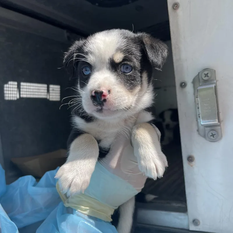 An adult medium-sized female White / Cream Australian Cattle Dog / Blue Heeler dog named Ellie Mae for adoption in Edinburg, TX