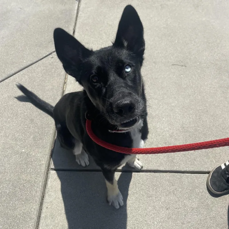 An adult medium-sized female Shepherd dog named Yogi for adoption in Hawthorne, CA