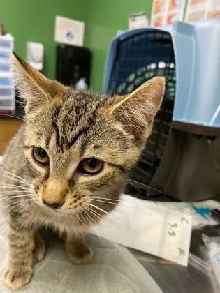 A young medium-sized female Domestic Short Hair cat named Spider for adoption in Kansas City, MO