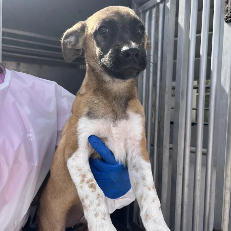 A baby small-sized female Brown / Chocolate Shepherd dog named Bev for adoption in Edinburg, TX