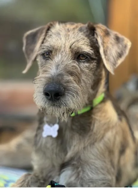 A baby medium-sized female Terrier dog named Gilda for adoption in Broomfield, CO
