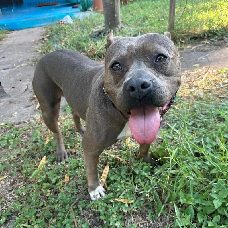 An adult medium-sized female Gray / Blue / Silver American Bully dog named Kiki for adoption in Corpus Christi, TX