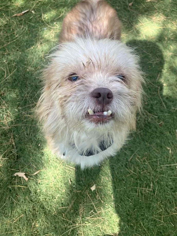 An adult small-sized male Apricot / Beige Wire Fox Terrier dog named Monkey for adoption in Scottsdale, AZ